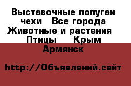 Выставочные попугаи чехи - Все города Животные и растения » Птицы   . Крым,Армянск